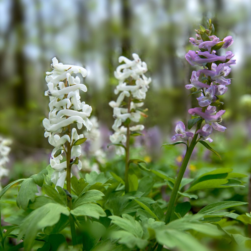 Corydalis solida White Swallow - Corydale bulbeuse