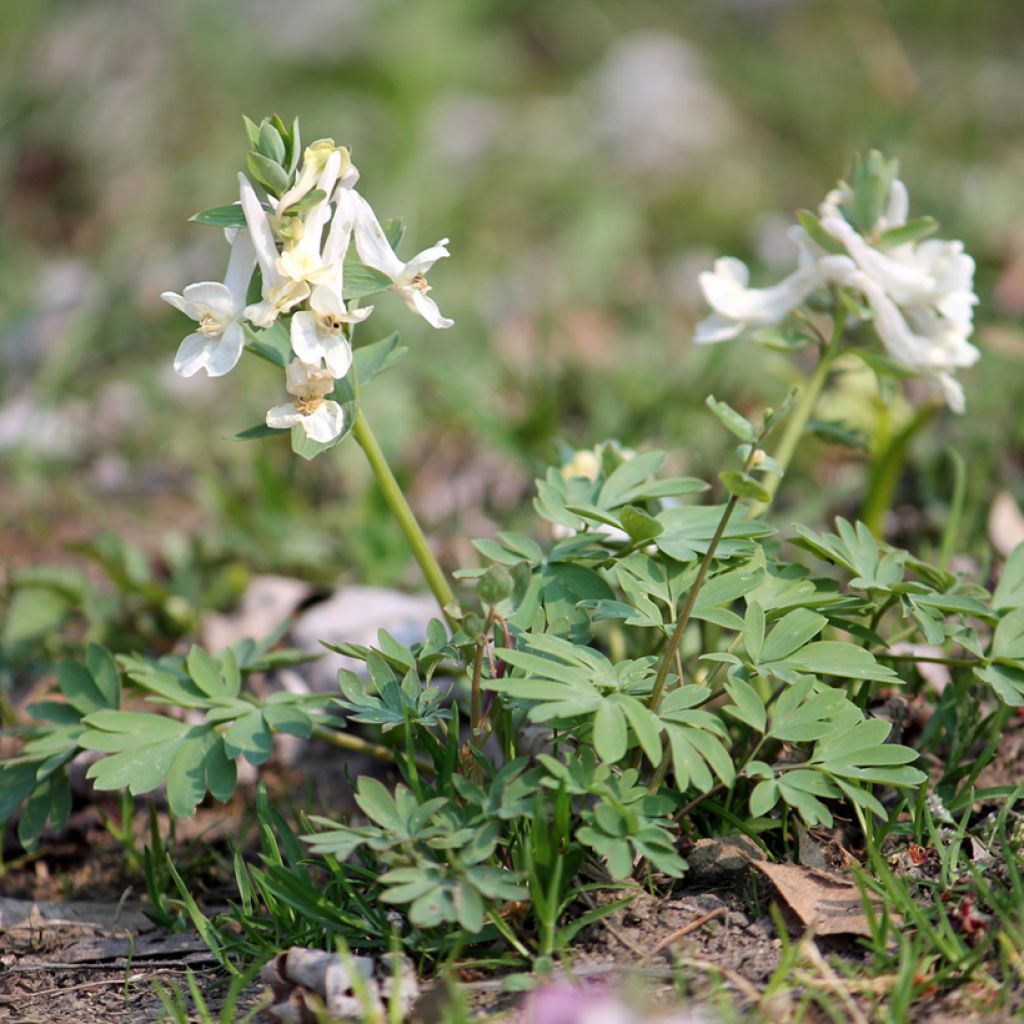 Corydalis solida White Swallow - Corydale bulbeuse