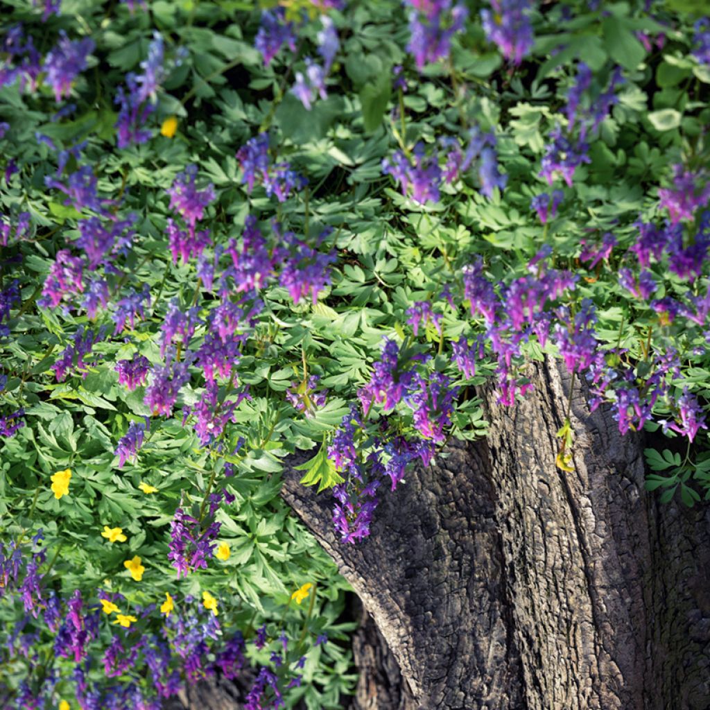 Corydalis solida