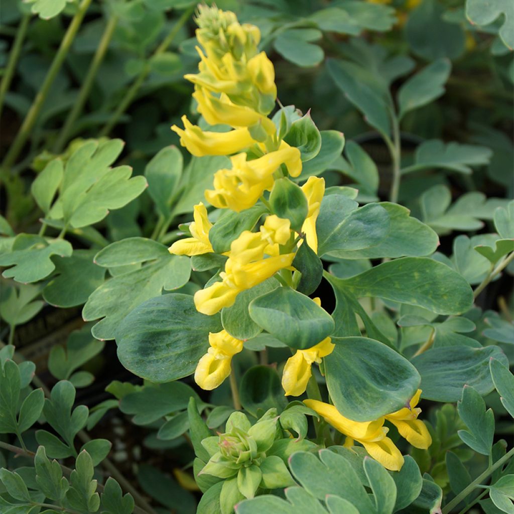 Corydalis Canary Feathers - Lerchensporn