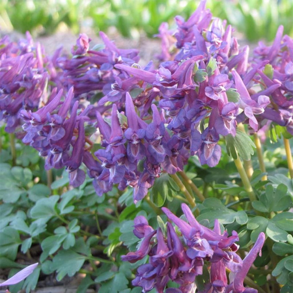 Corydalis Purple Bird - Corydale bulbeuse