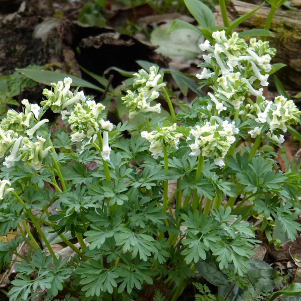 Corydalis solida White Swallow - Gefingerter Lerchensporn