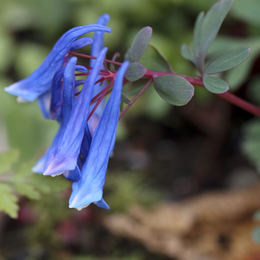 Corydalis curviflora subsp. rosthornii (var. rosthornii) Blue Heron - Lerchensporn