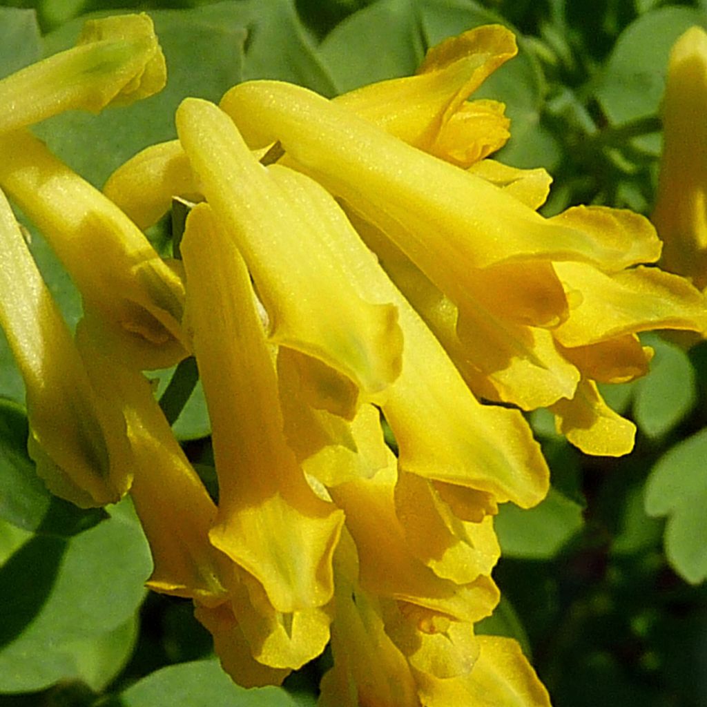 Corydalis lutea - Corydale jaune