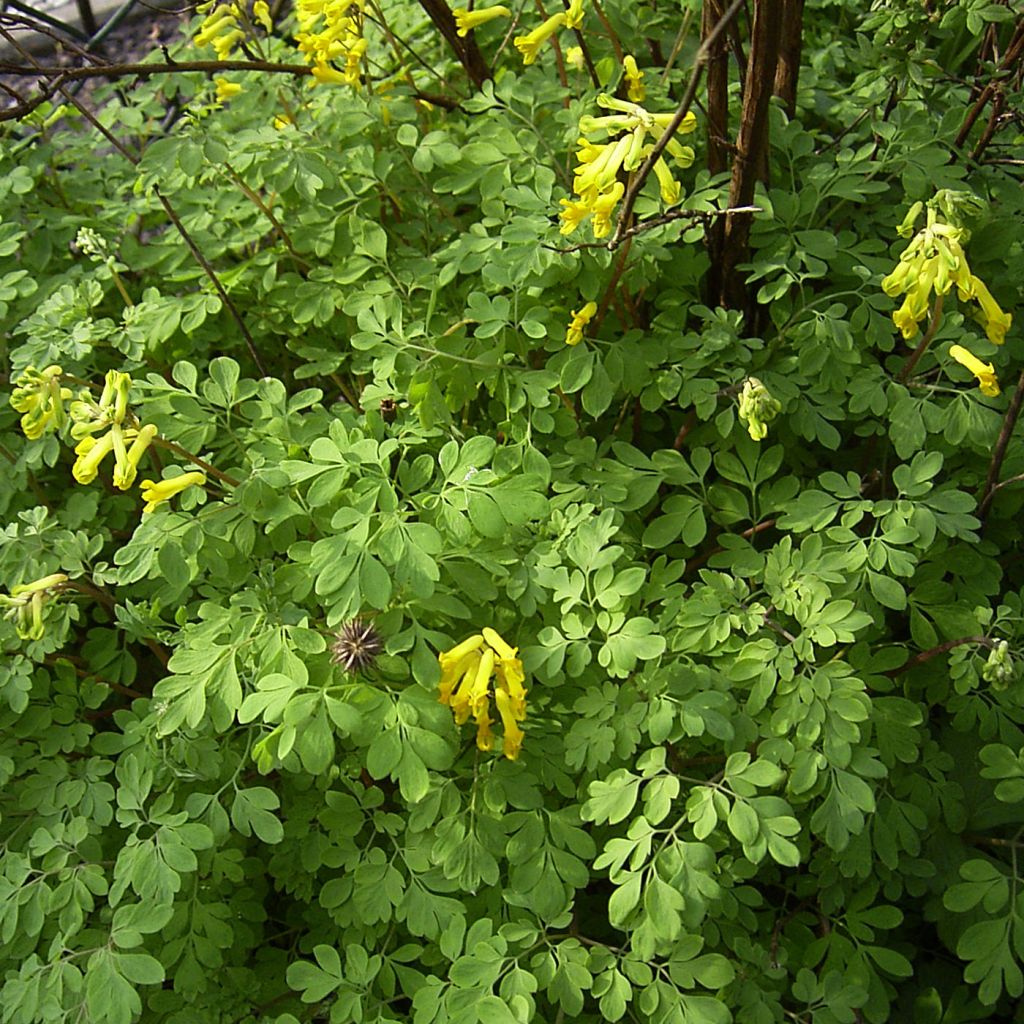 Corydalis lutea - Corydale - Fumeterre