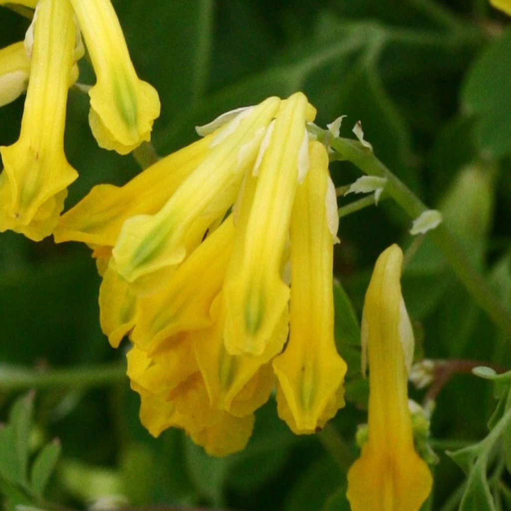 Corydalis lutea - Corydale - Fumeterre