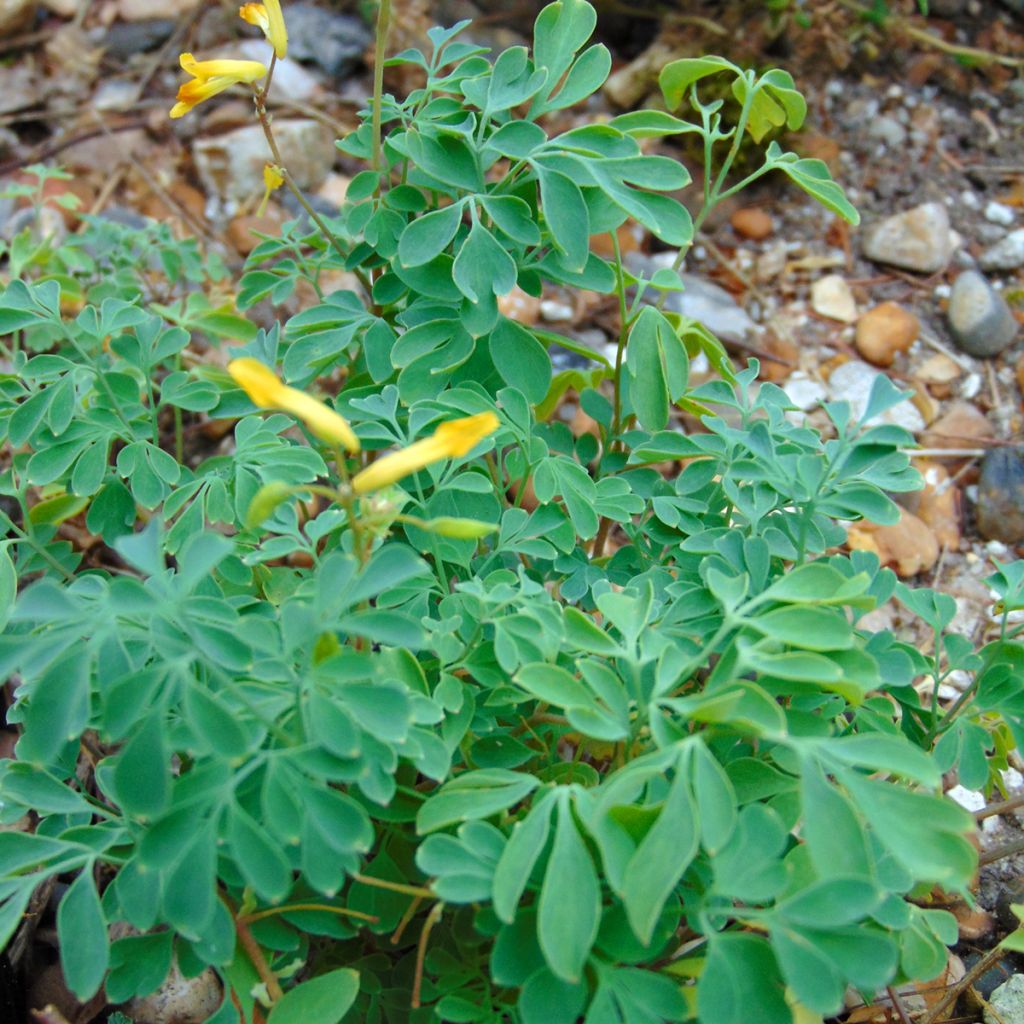 Corydalis lutea - Corydale jaune