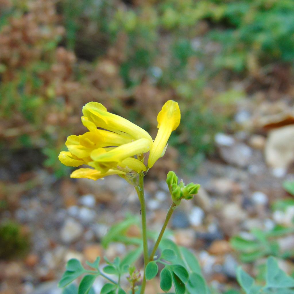 Corydalis lutea - Corydale jaune