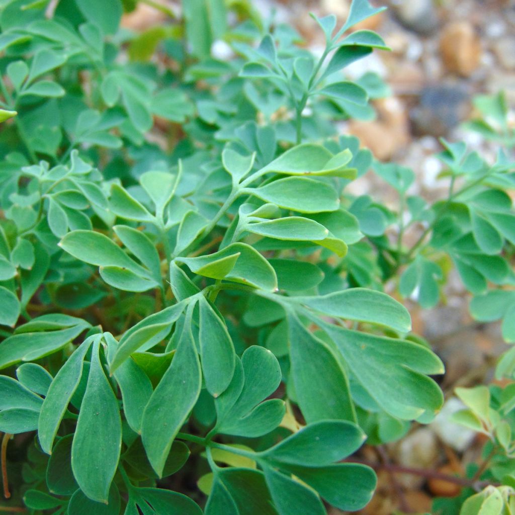 Corydalis lutea - Corydale jaune