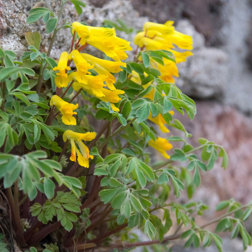 Corydalis lutea - Gelber Lerchensporn