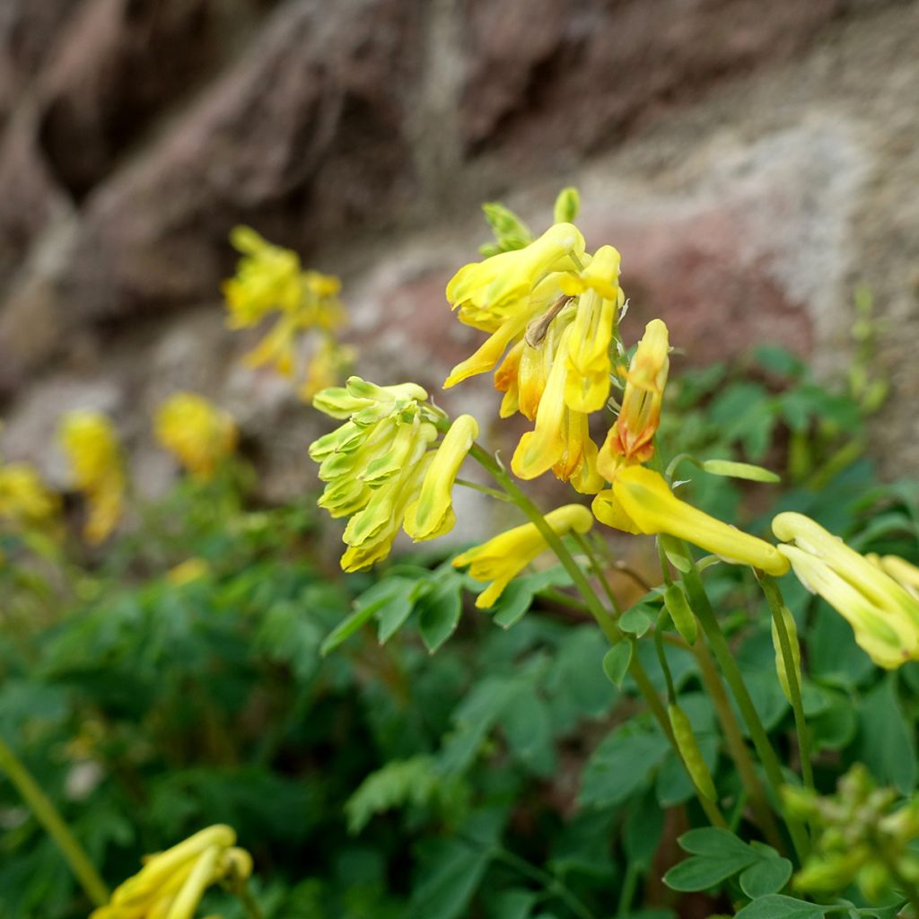 Corydalis lutea - Gelber Lerchensporn