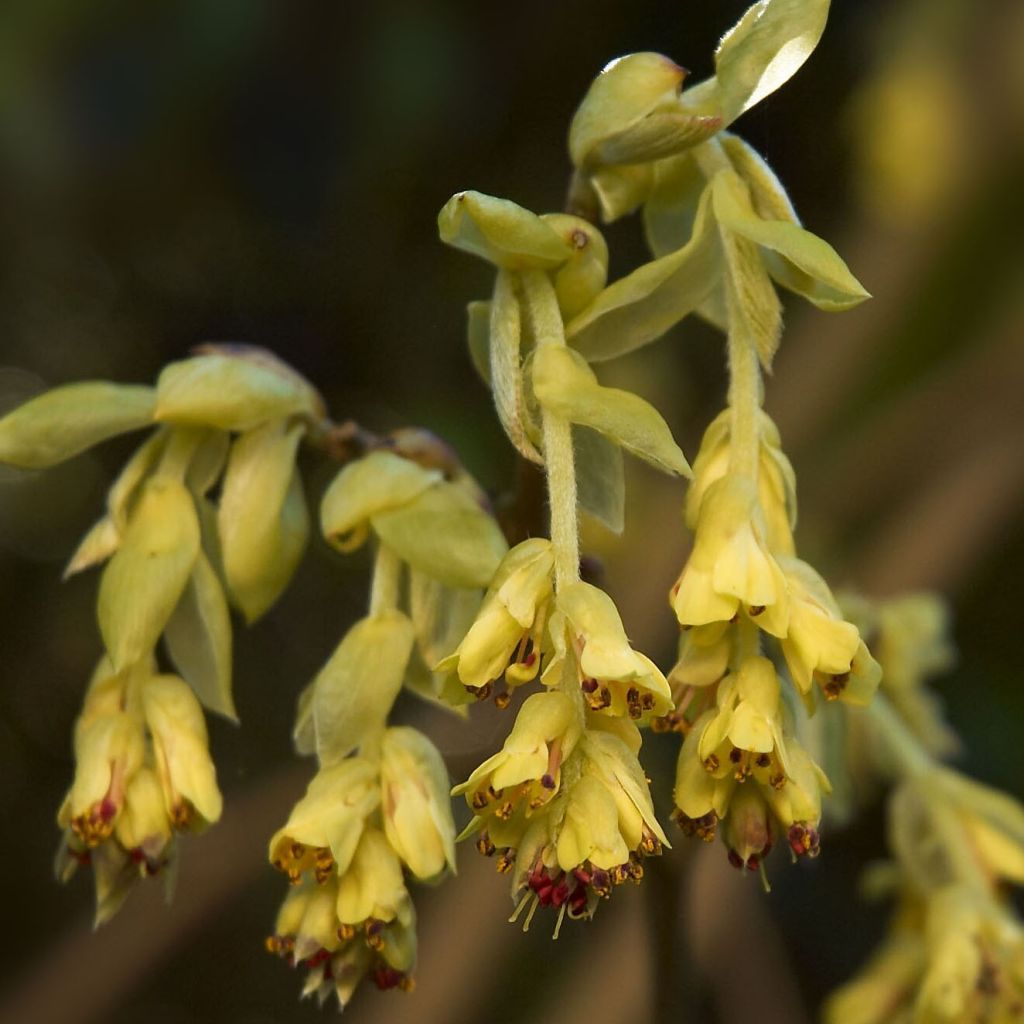 Corylopsis willmottiae Spring Purple - Faux noisetier de Chine à feuilles pourpres