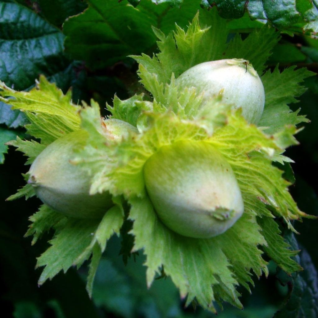 Noisetier commun - Corylus avellana en racines nues