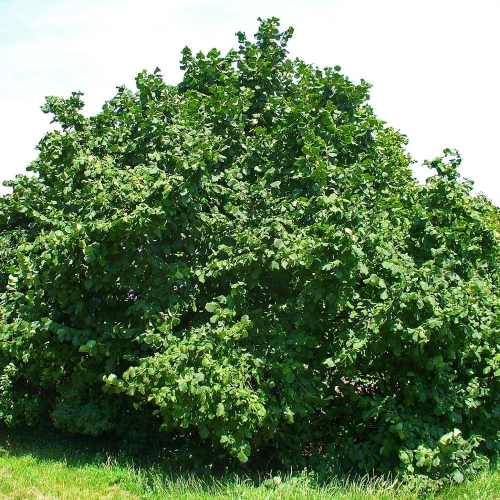 Noisetier commun - Corylus avellana en racines nues