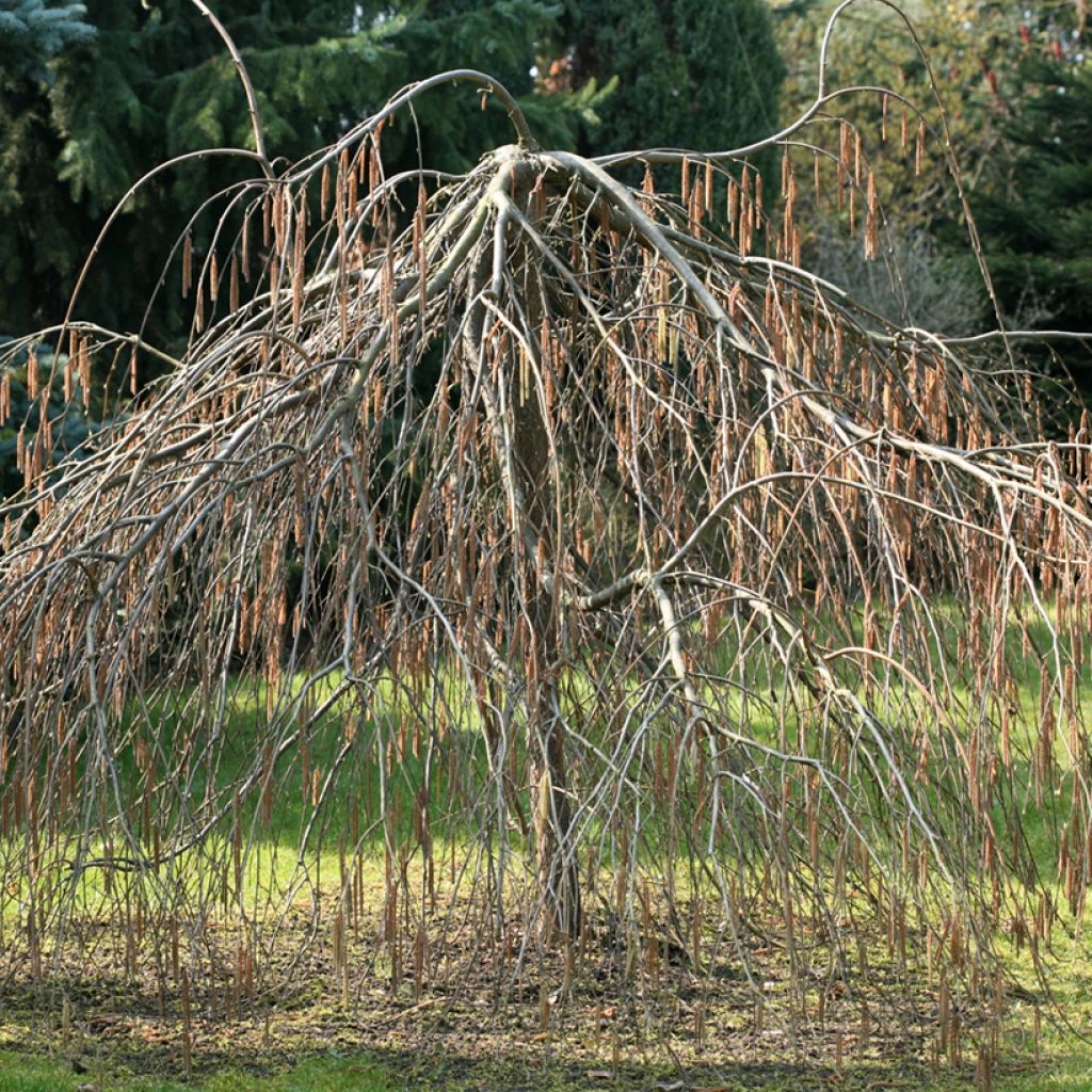 Haselnuss Pendula - Corylus avellana