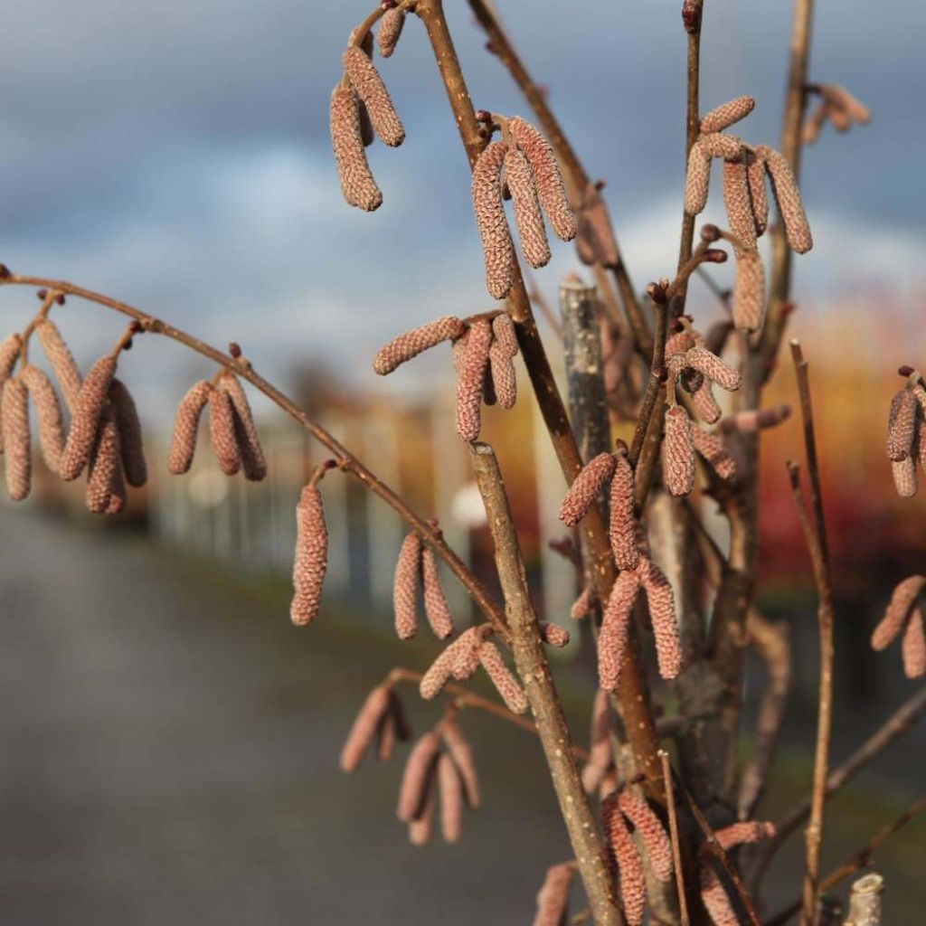 Corylus avellana Rode Zellernoot - Noisetier pourpre