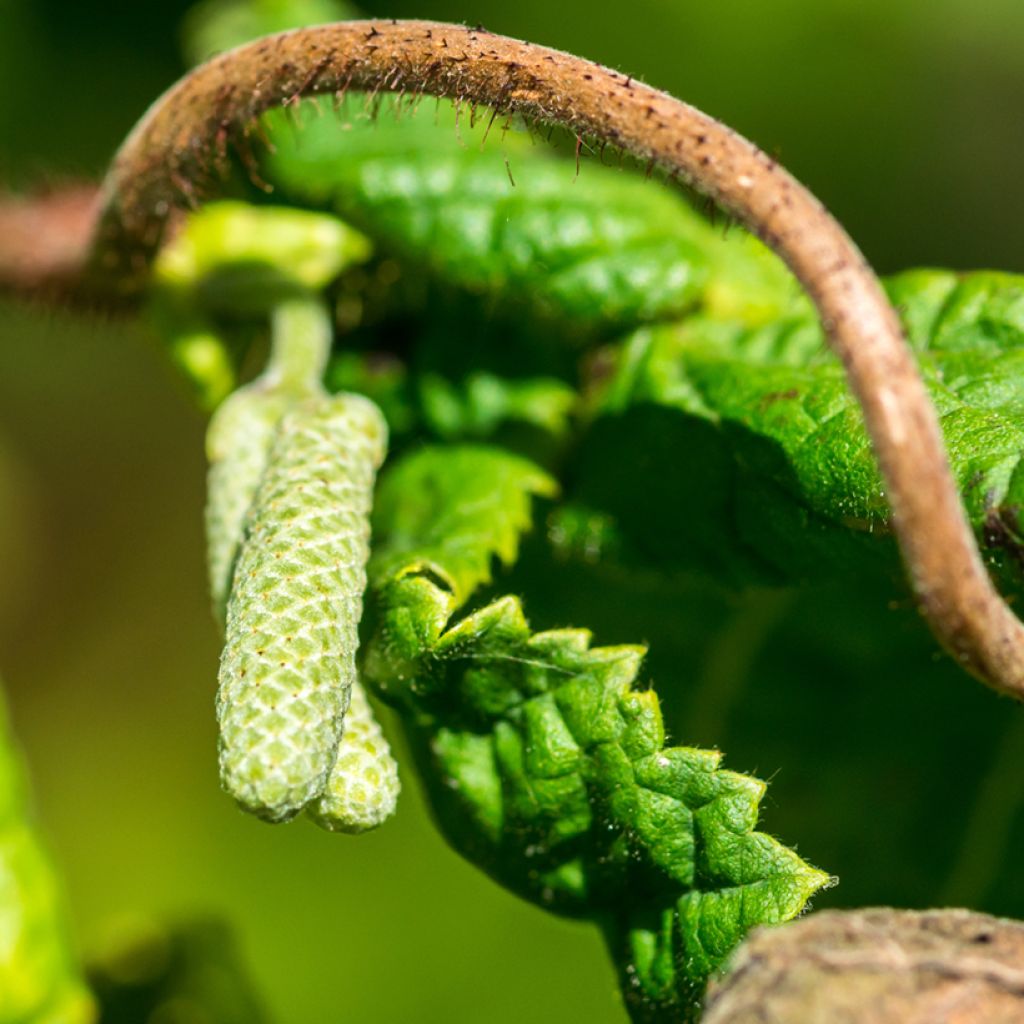 Corylus avellana contorta Medusa - Noisetier tortueux nain