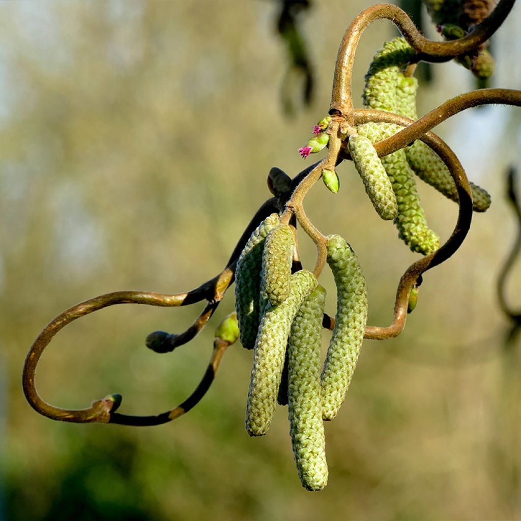 Corylus avellana contorta Medusa - Noisetier tortueux nain