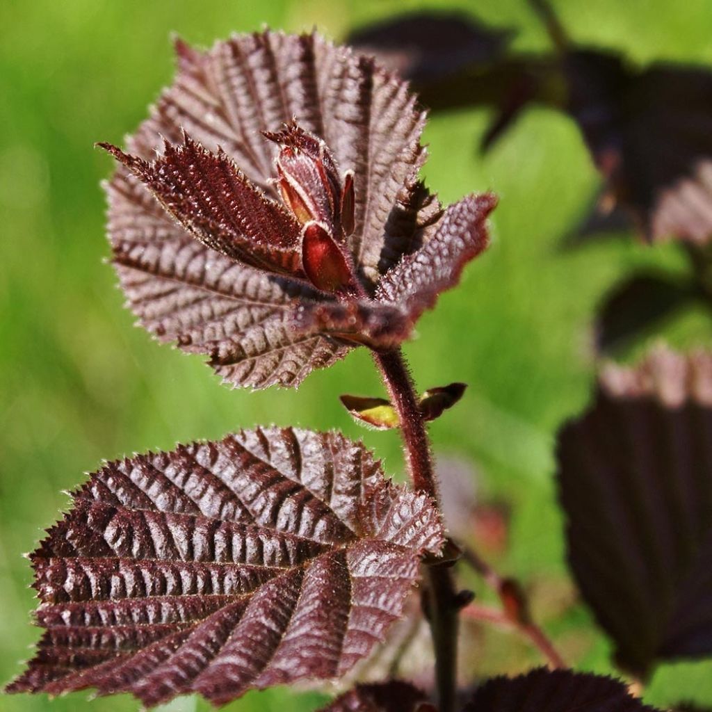 Corylus maxima Purpurea - Noisetier pourpre