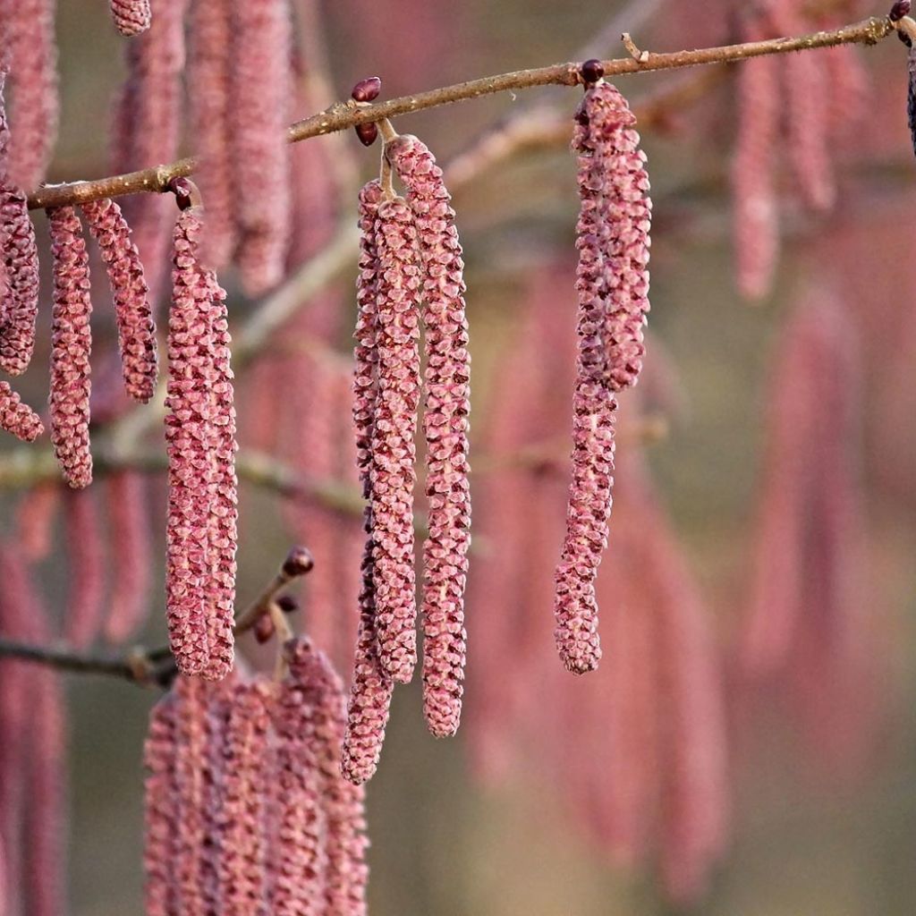 Corylus maxima Purpurea - Noisetier pourpre