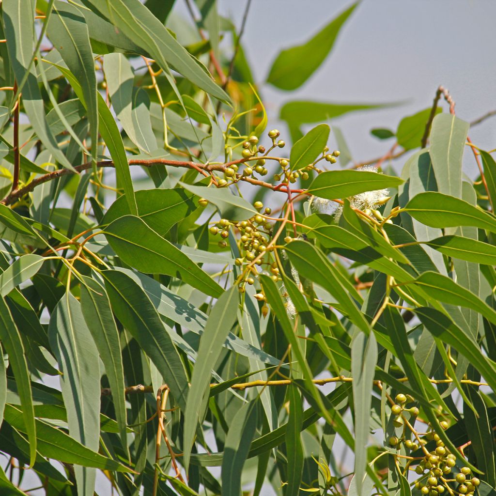 Corymbia citriodora - Zitroneneukalyptus