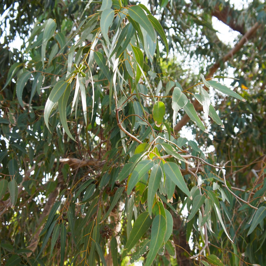 Corymbia citriodora - Eucalyptus citronné