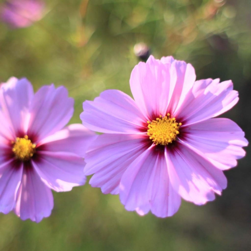 Schmuckkörbchen Sensation Radiance (Samen) - Cosmos