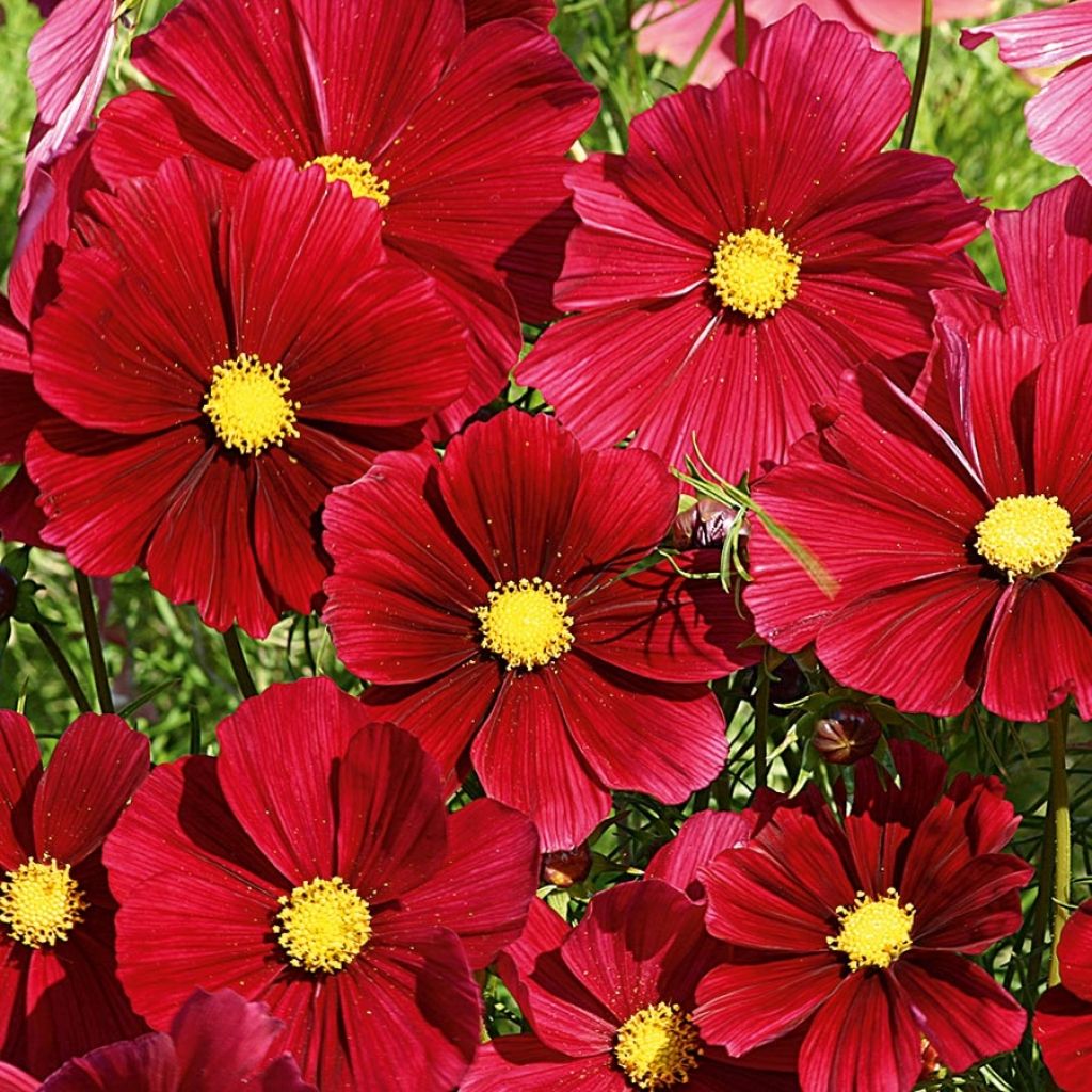 Schmuckkörbchen Rubenza Red Carmin - Cosmos