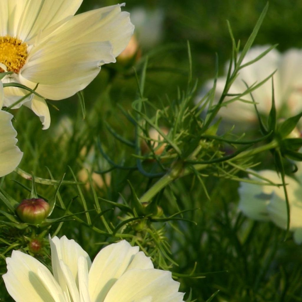 Cosmos Xanthos jaune Mini-mottes