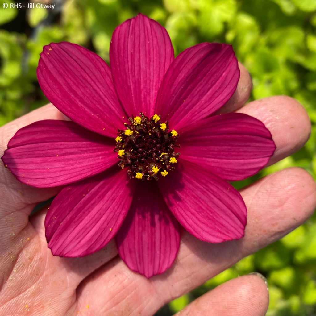 Schokoladen-Kosmee Cherry Chocolat - Cosmos atrosanguineus