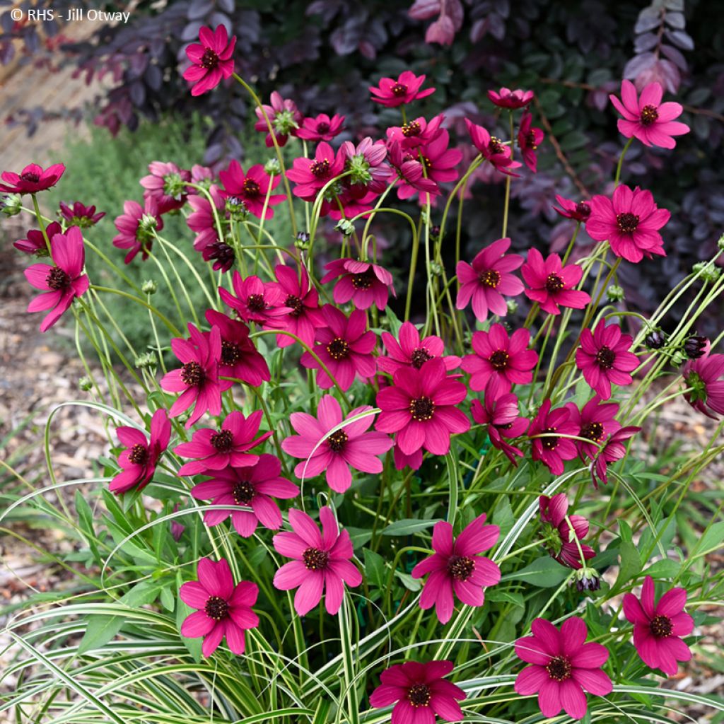 Schokoladen-Kosmee Cherry Chocolat - Cosmos atrosanguineus