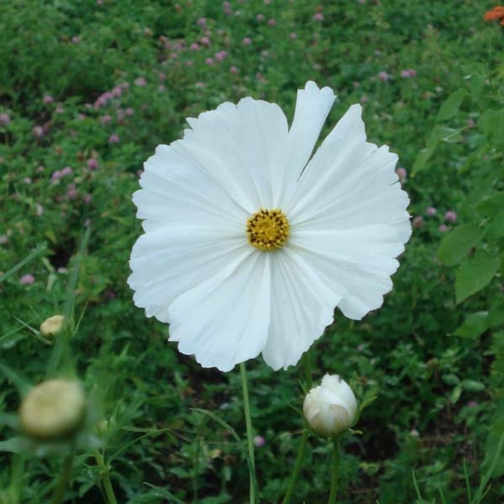 Cosmos Sonata Blanc