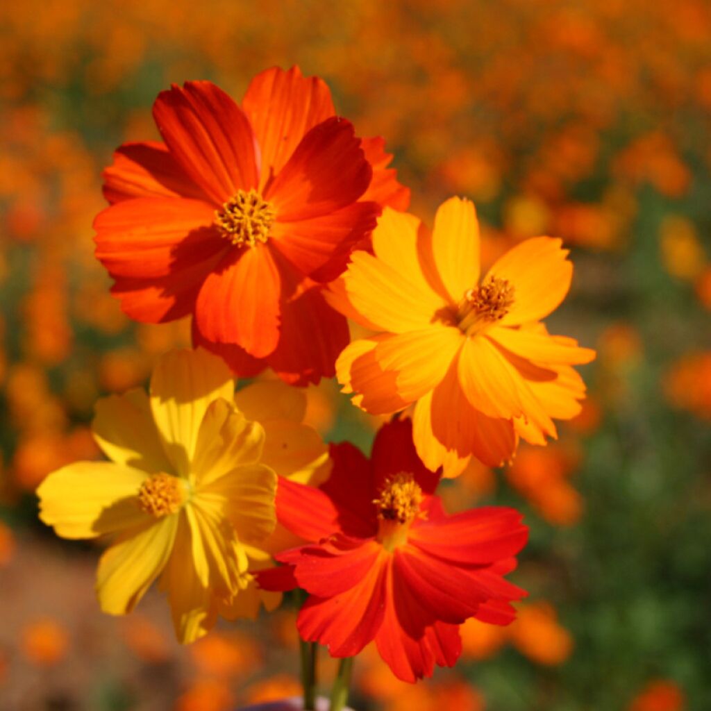 Schmuckkörbchen Bright Lights Mix - Cosmos sulphureus