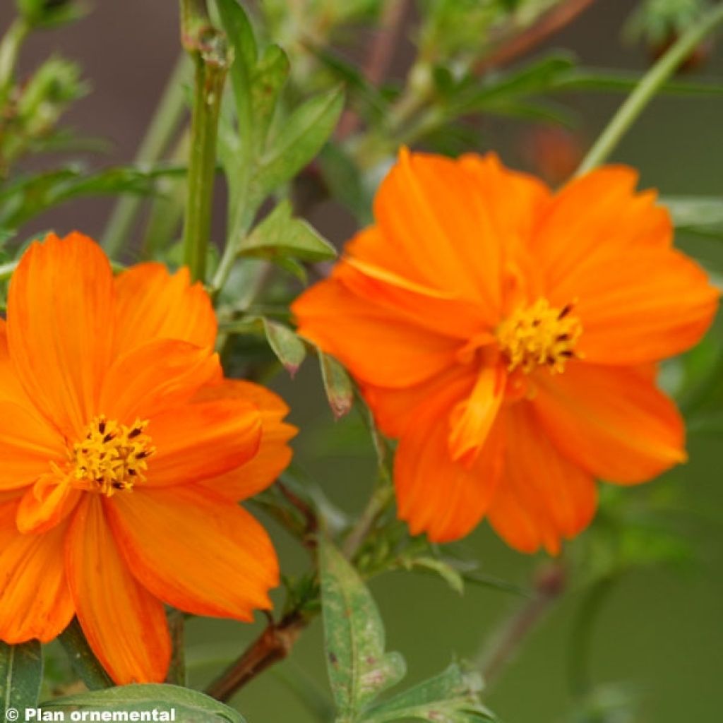 Cosmos sulphureus Mandarin - Gelbes Schmuckkörbchen