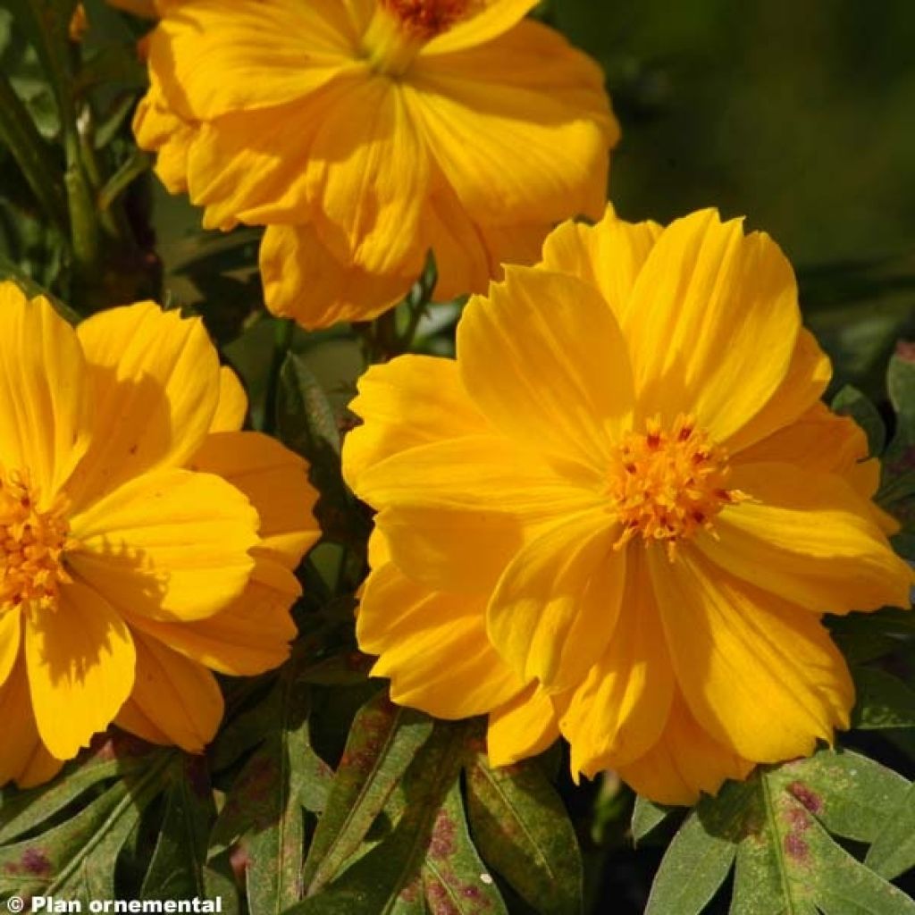 Cosmos sulphureus Cosmic Yellow - Gelbes Schmuckkörbchen