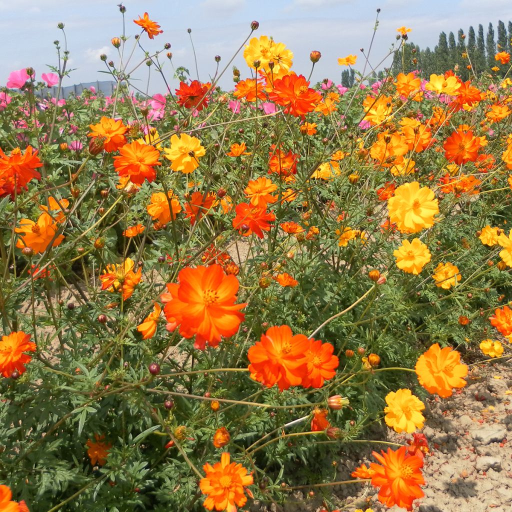 Cosmos sulphureus Polidor (Samen) - Gelbes Schmuckkörbchen