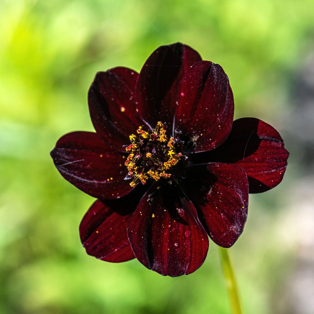 Cosmos Mexican Black - Schmuckkörbchen