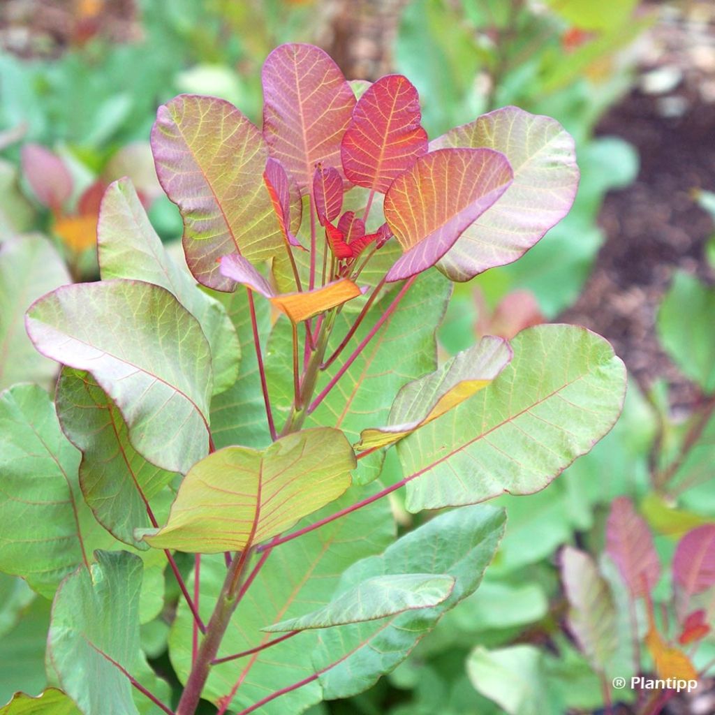 Cotinus coggygria Old Fashioned - Arbre à Perruques