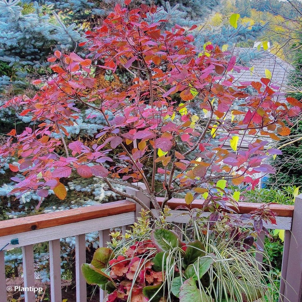 Cotinus coggygria Old Fashioned - Arbre à Perruques