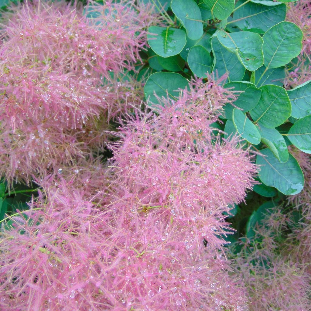 Cotinus Smokey Joe - Arbre à perruque nain.