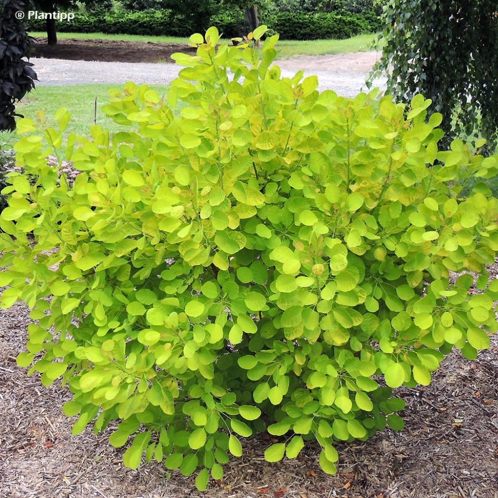 Cotinus coggygria Golden Lady - Arbre à perruque