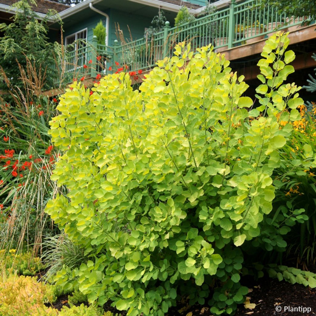 Perückenstrauch Golden Spirit - Cotinus coggygria