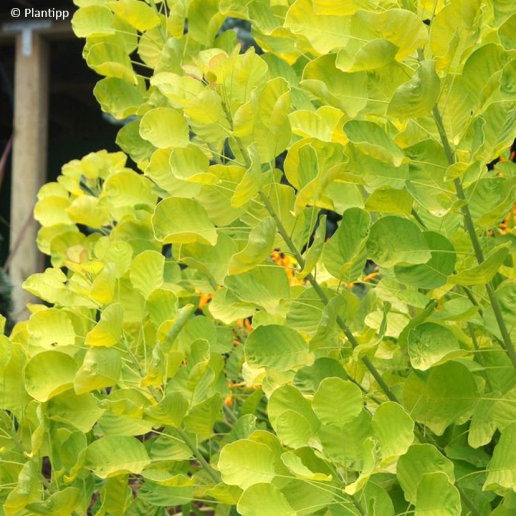 Perückenstrauch Golden Spirit - Cotinus coggygria