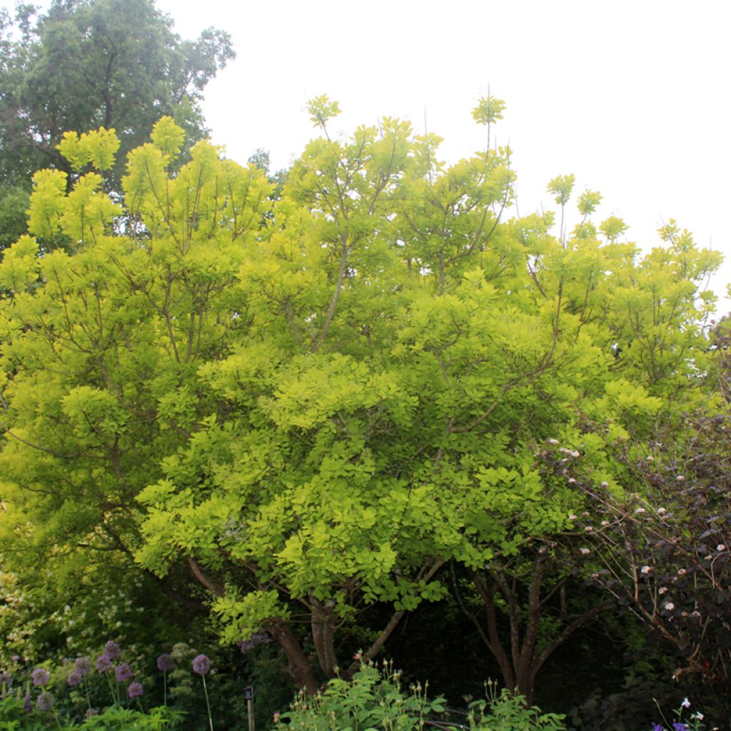 Perückenstrauch Golden Spirit - Cotinus coggygria