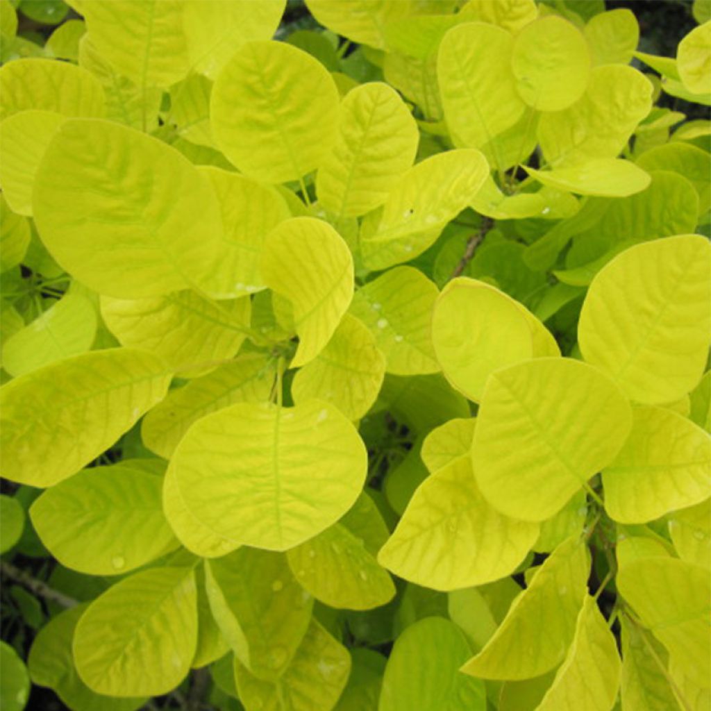 Perückenstrauch Golden Spirit - Cotinus coggygria