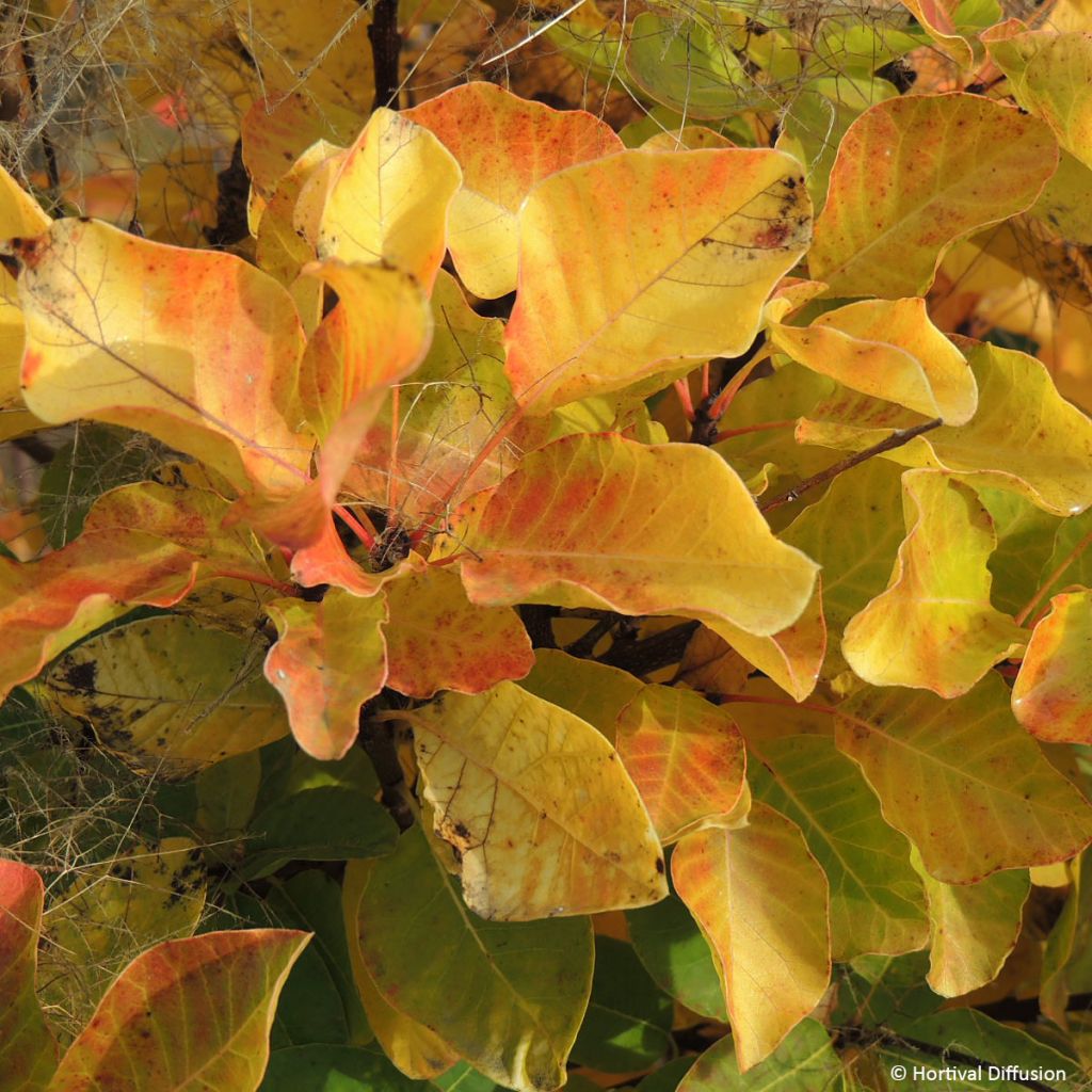 Perückenstrauch Lemon Lady - Cotinus coggygria