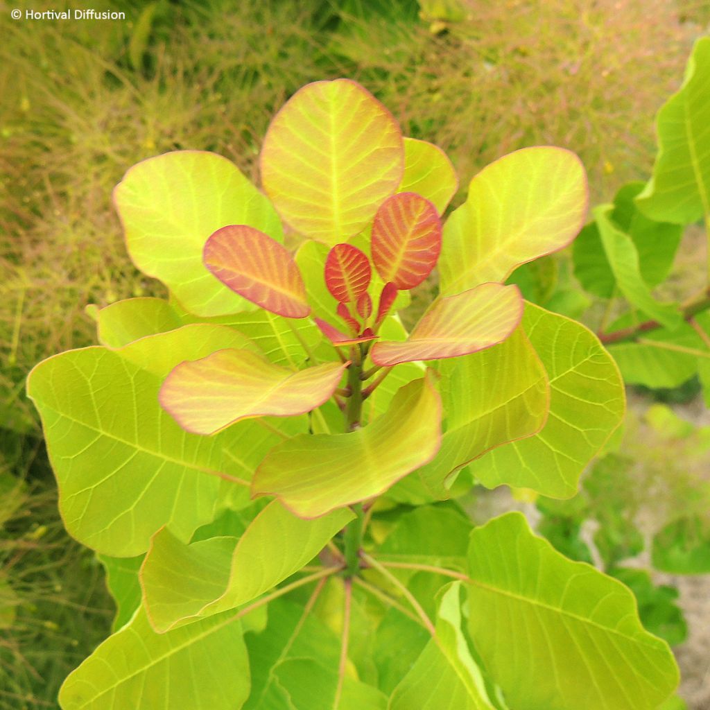 Perückenstrauch Lemon Lady - Cotinus coggygria