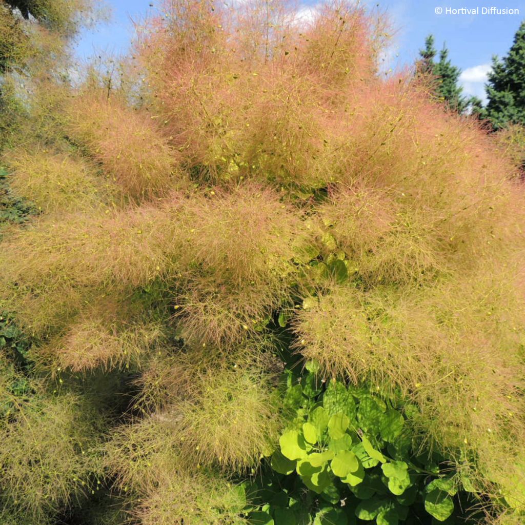 Perückenstrauch Lemon Lady - Cotinus coggygria