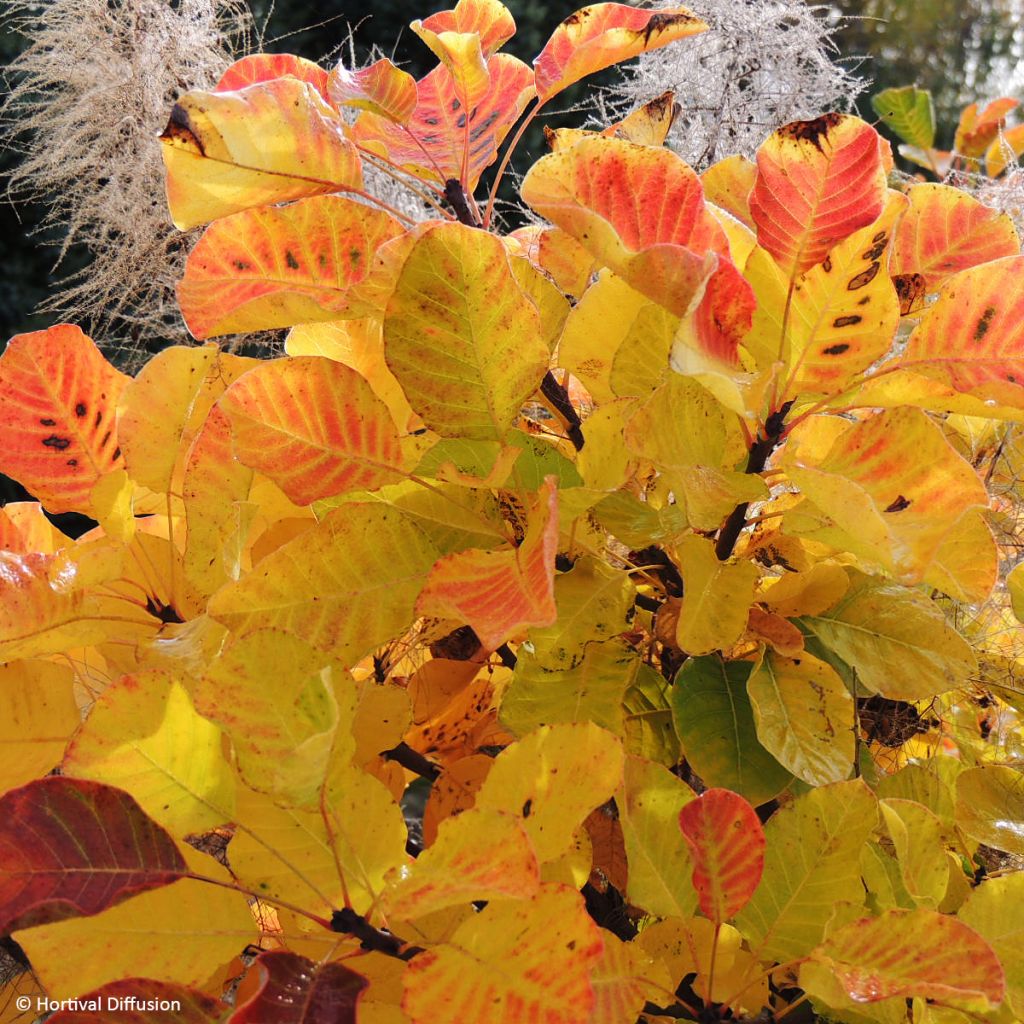 Perückenstrauch Lemon Lady - Cotinus coggygria