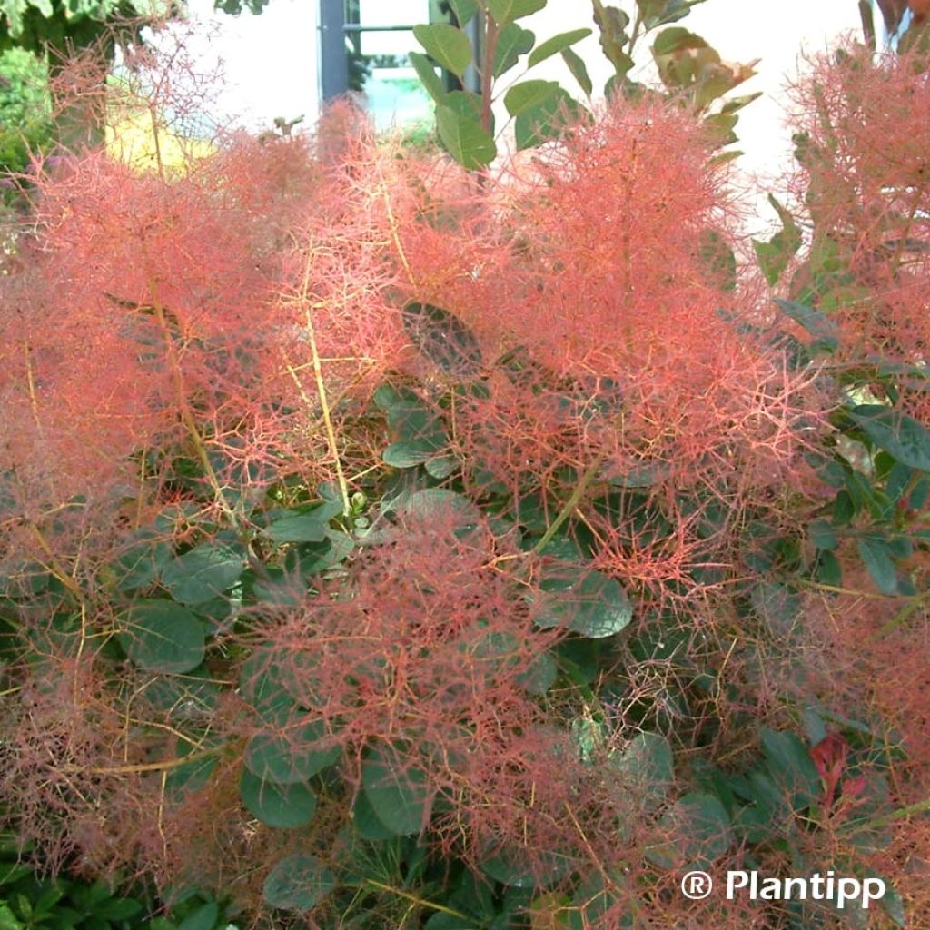 Cotinus coggygria Red Spirit - Arbre à perruque